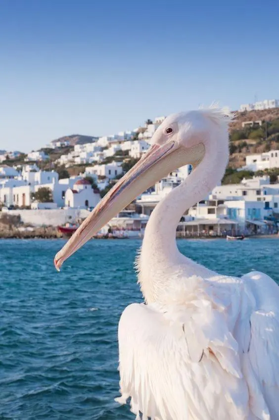 Mykonos Town Lolaos Suite 2 Mykonos Town